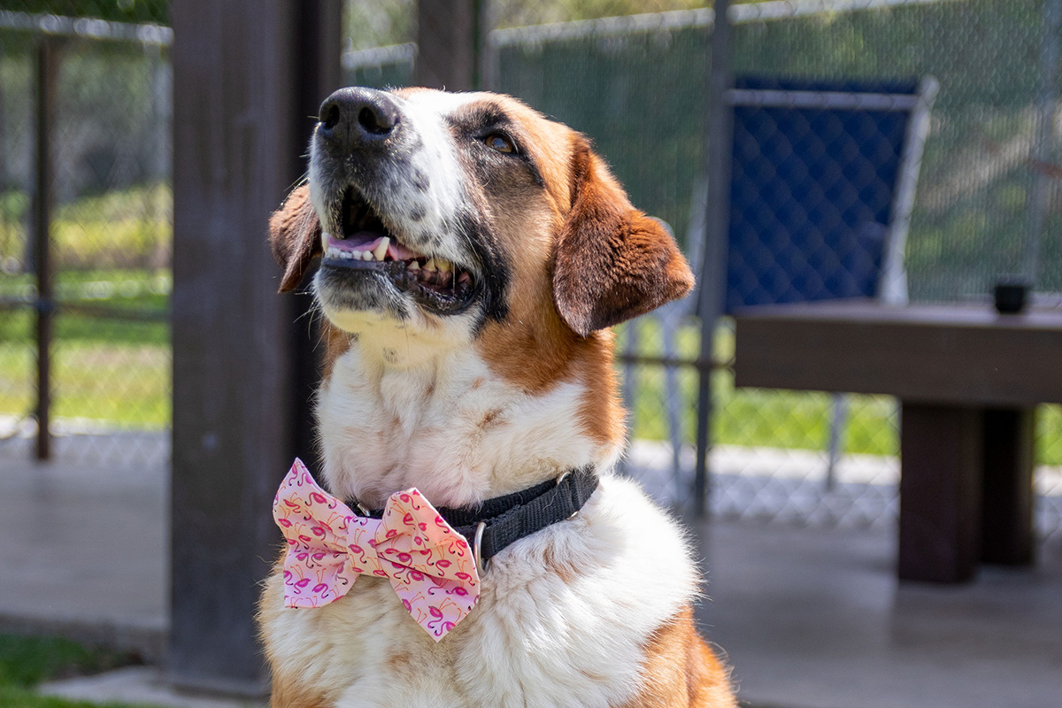 Dog wearing bow-tie