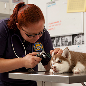 Vet inspecting a dogs ears