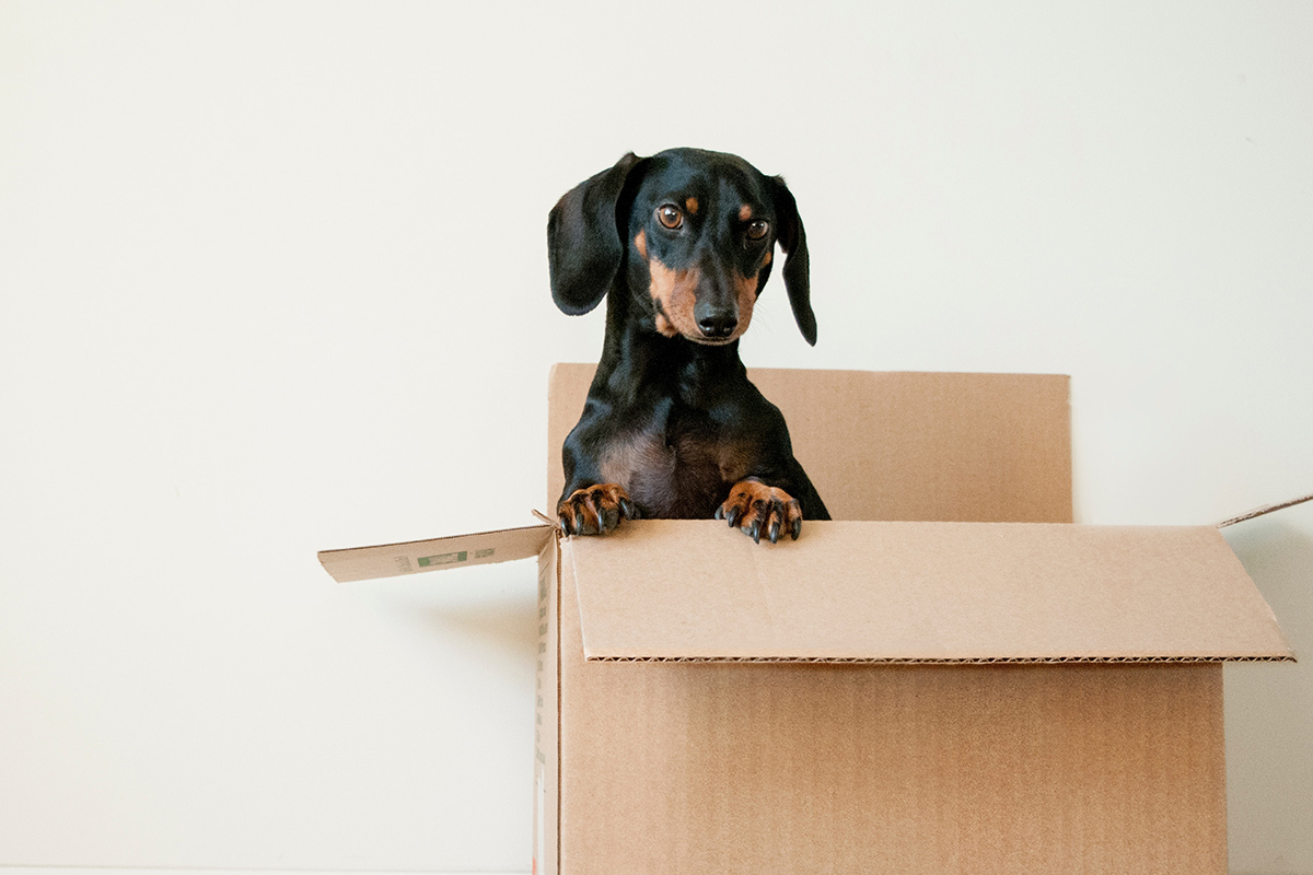 Dog in moving box