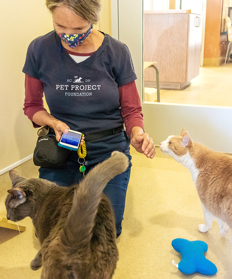 Volunteer playing with a cat