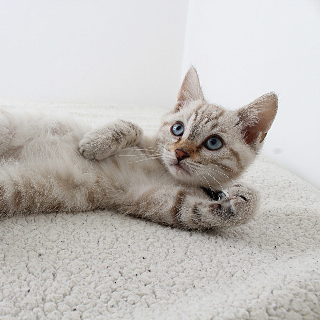 Playful kitten