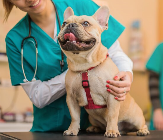 Happy dog after being vaccinated