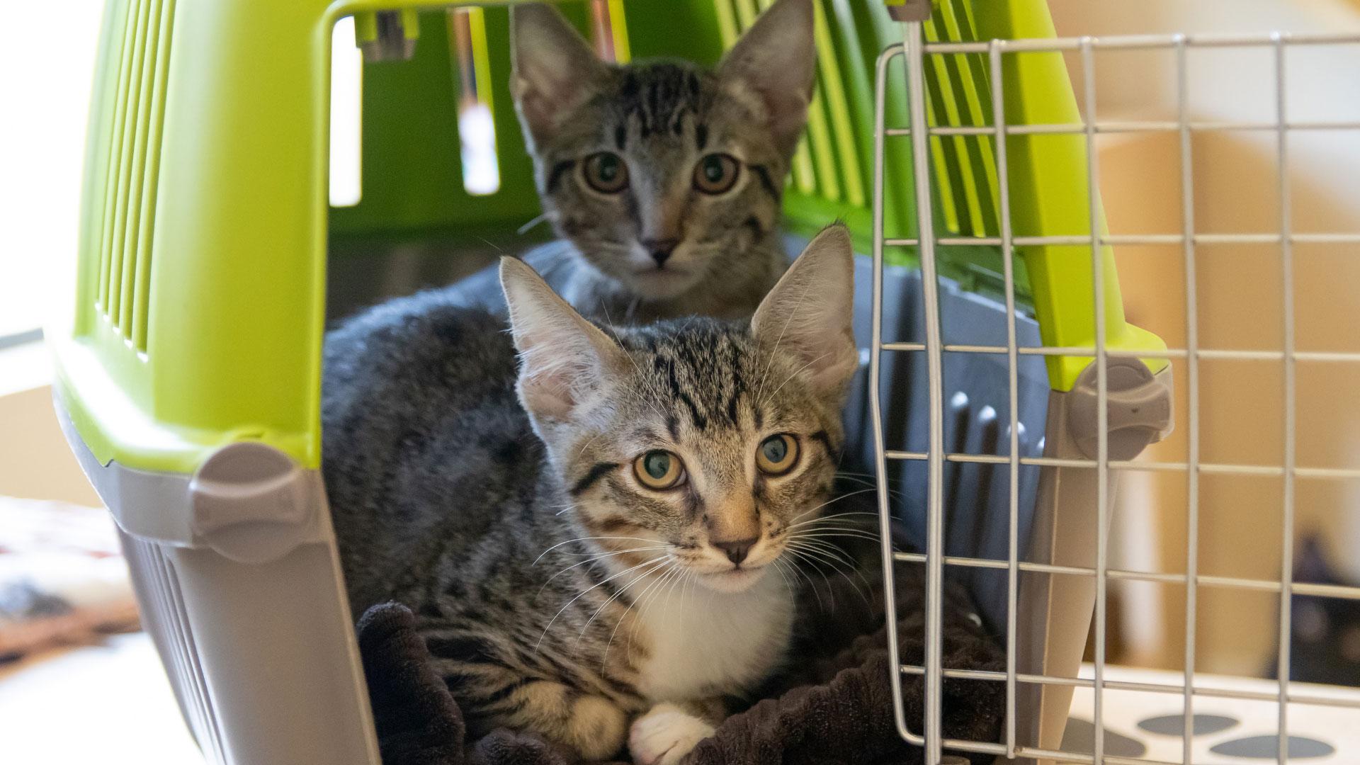 Cats for Adoption – The Animal Haven