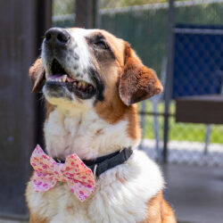 Dog wearing bow-tie